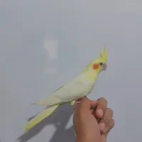 عروس هلندی لوتینو نر سخنگو