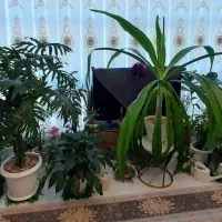 گل های آپارتمانی