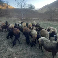 ۲۲راس گوسفند بره تمام جوان ماچه