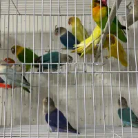 کوتوله و طوطی|پرنده|زاهدان, |دیوار