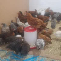 جوجه رسمی