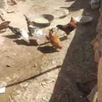 مرغ محلی و خروس اردک غاز