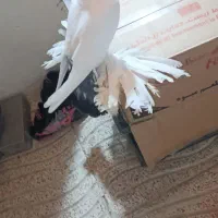 کبوتر تزئینی|پرنده|گوگان, |دیوار