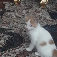 واگذاری ۳ بچه گربه کاملا سالم دو ماهه هستن|گربه|تهران, شمیران‌نو|دیوار