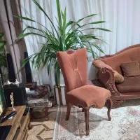 گل آپارتمانی پاندانوس