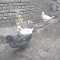 دوعد اردک و یه خروس سفید