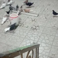 کبوتر پرشی و پلاکی وقزوینی