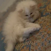 گربه اسکاتیش فولد چشم آبی