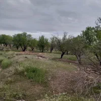باغ بادام فروشی روستای دهسراج