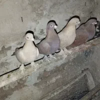 3000000تومان|پرنده|تبریز, |دیوار