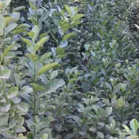 فروش انواع نهال مرکبات