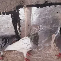 کله نر