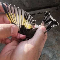 سهره بهاره تعداد