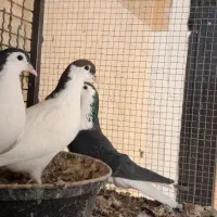 حراج کبوتر نر و ماده|پرنده|فردوس (خراسان), |دیوار