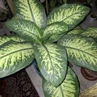 گلدان گل طبیعی دیفن باخیا