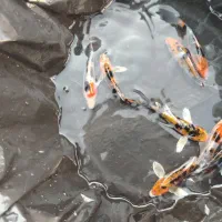 ماهی زینتی خاص|ماهی|لنجان, |دیوار