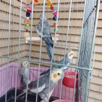 4تاعروس هلندی نرماده جوان سخنگو