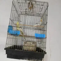 عروس هلندی با تخم