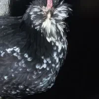 مرغ گلین|حیوانات مزرعه|بن, |دیوار