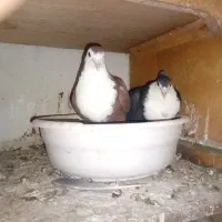 کبوتر