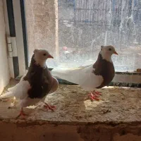 طو قی سالم جوان|پرنده|لیلان, |دیوار