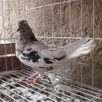 ۹ عدد کبوتر رامشیر هستم