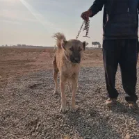 سگ نگه بان|سگ|جوادآباد, |دیوار