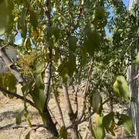 دماوند ویلانقلی350متری 80متر بنابا انشعاب سندتکبرگ|فروش خانه و ویلا|تهران, تهرانپارس جنوبی|دیوار