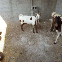 بز بعر|حیوانات مزرعه|وحدتیه, |دیوار