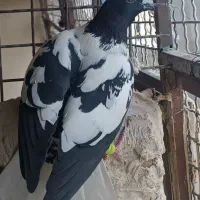 کبوتر آس