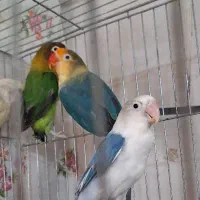 طوطی برزیلی