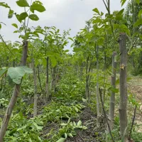 انواع گردو ژنوتیپ|خدمات باغبانی و درختکاری|مشگین شهر, |دیوار