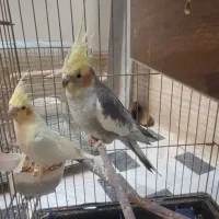 البینو|پرنده|قم, شهر قائم|دیوار