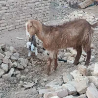 بزوگوسفند|حیوانات مزرعه|یزد, |دیوار