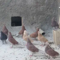 کبوتر