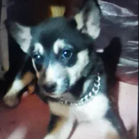 توله سگ|سگ|بندر انزلی, طالب آباد|دیوار