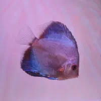 دیسکس شاه ماهی آب شیرین|ماهی|تهران, استاد معین|دیوار