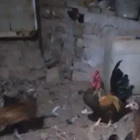 خروس مینیاتوری