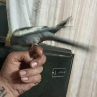 عروس هلندی نر|پرنده|مشهد, شهرک شهید باهنر|دیوار