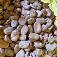 باقالی درجه یک|عمدهفروشی|چورزق, |دیوار