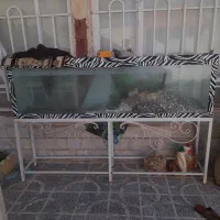 آکواریوم ماهی|ماهی|تربت‌حیدریه, پائین ولایت|دیوار