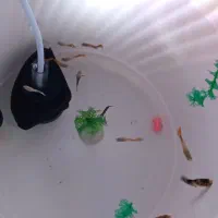 گوپی|ماهی|فردیس, شهرک شهید حسینی|دیوار