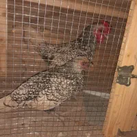 مرغ و خروس سبرایت سیلور و گلد