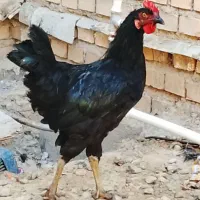 خروس