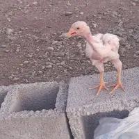 جوجه خروس افغان