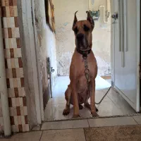 سگ گریت دین نر ۴ ساله|سگ|اهواز, کمپلو شمالی|دیوار