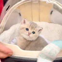 بچه گربه دارای بازدید حضوری در شیراز|گربه|شیراز, تندگویان|دیوار