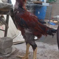 مرغ و خروس لاری|حیوانات مزرعه|رباطکریم, رباطکریم|دیوار