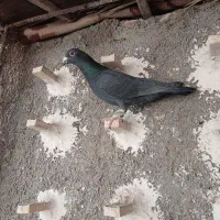 کفتر  پلاکی|پرنده|مرودشت, محمد آباد|دیوار