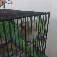 پرنده